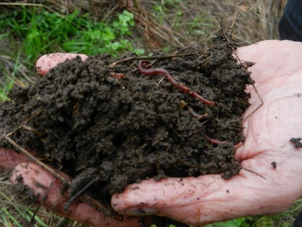 Vabilo na delavnico priprave kompostnega kupa po biodinamični metodi